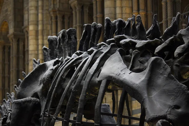 london, museum, history, dinosaur, natural history museum, bone, dinosaur, dinosaur, dinosaur, dinosaur, dinosaur. Six habits that help local firms support museum passes