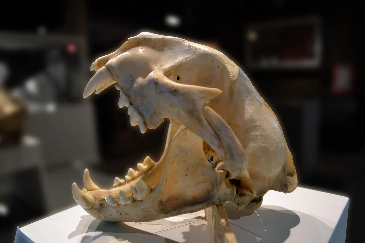 skull, puma, mountain lion, dead, teeth, cranium, pet, socket, white, black, nature, bone, creepy, rodent, skeleton, animal, canine, head, cheek, decay, disgust, disgusting, eye, fear, gross, hard, jaw, joint, lotor, mandible, mortal, mortality, plate, procyon, science, specimen, suture, tooth, cat, art, digital, painting, light, lighting, brown mountain, brown science, brown lion, brown eye, brown digital, brown painting, brown death, brown fear, brown skull, brown paint, brown teeth. Building a two-day quirky museum route in Philadelphia without a car