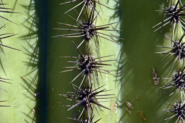 saguaro spines up close, cactus, arizona, desert, tucson, southwest, nature, usa, scenic, plant, outdoor, vegetation, dry, western, arizona-sonora desert museum, west, carnegiea gigantea, sonoran, green desert. How to plan a small museum weekend in Tucson around desert heat