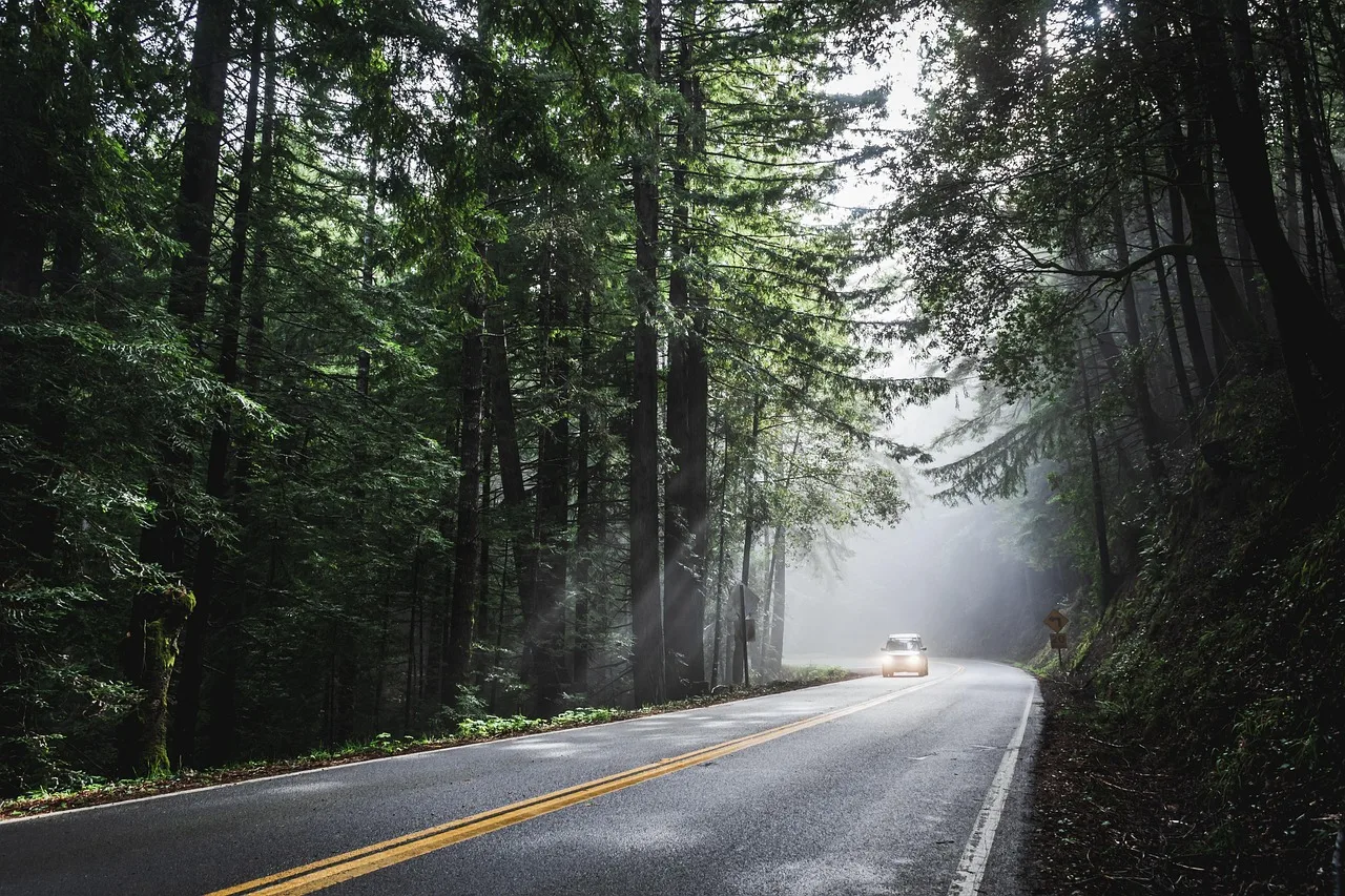 car, sunlight, forest, road, street, avenue, trees, woods, woodlands, drive, road trip, car wallpapers, vehicle, transportation, nature, travel, rural, scenic, transport, way, trip, countryside, asphalt, journey, landscape. Smithsonian Affiliations Road Trip: Two Routes