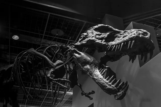monochrome, black and white, dinosaur, ibaraki, museum park ibaraki nature museum, museum, gallery, bone, exhibition, strong, attack, fear, tyrannosaurus, over time, japan, big, dinosaur, dinosaur, dinosaur, dinosaur, dinosaur, tyrannosaurus. Museum passes for small museums: what to check
